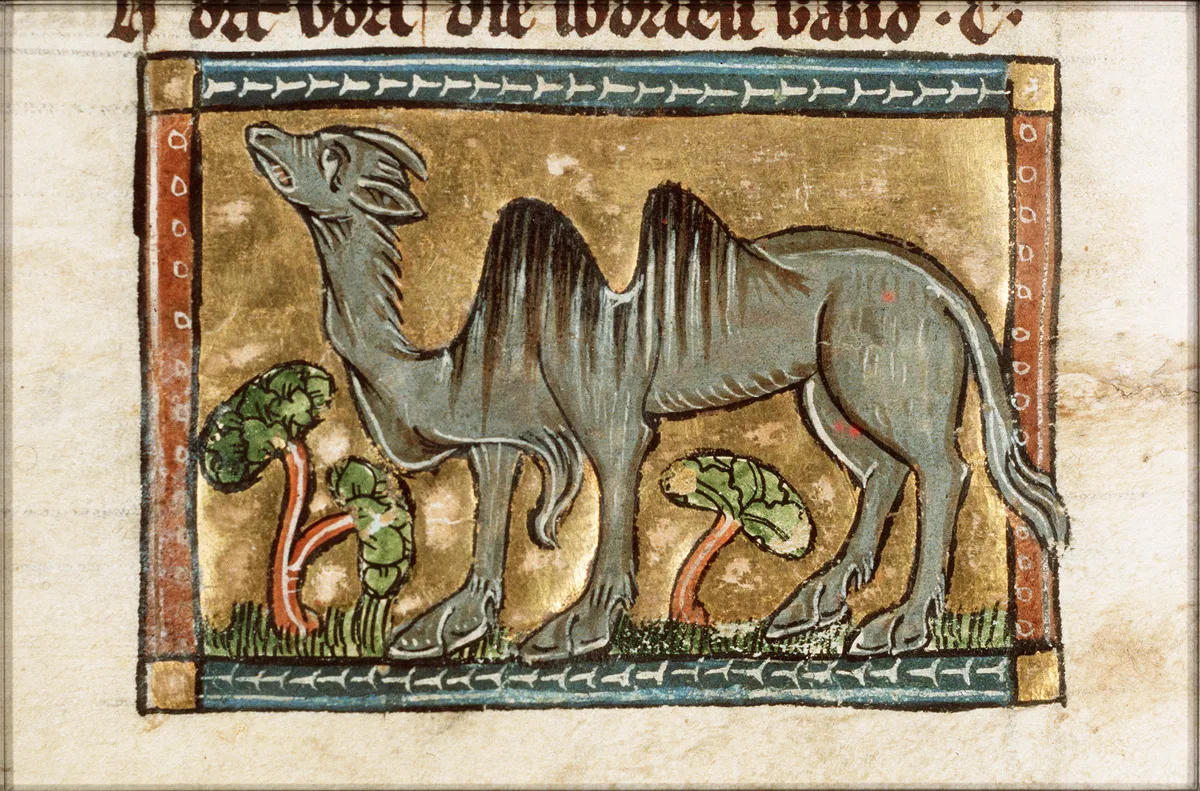 Camel | Appearances in Scripture | Crusade Bible