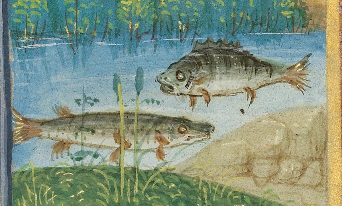 Fish | Appearances in Scripture | Crusade Bible