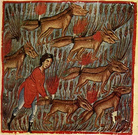 Fox | Appearances in Scripture | Crusade Bible